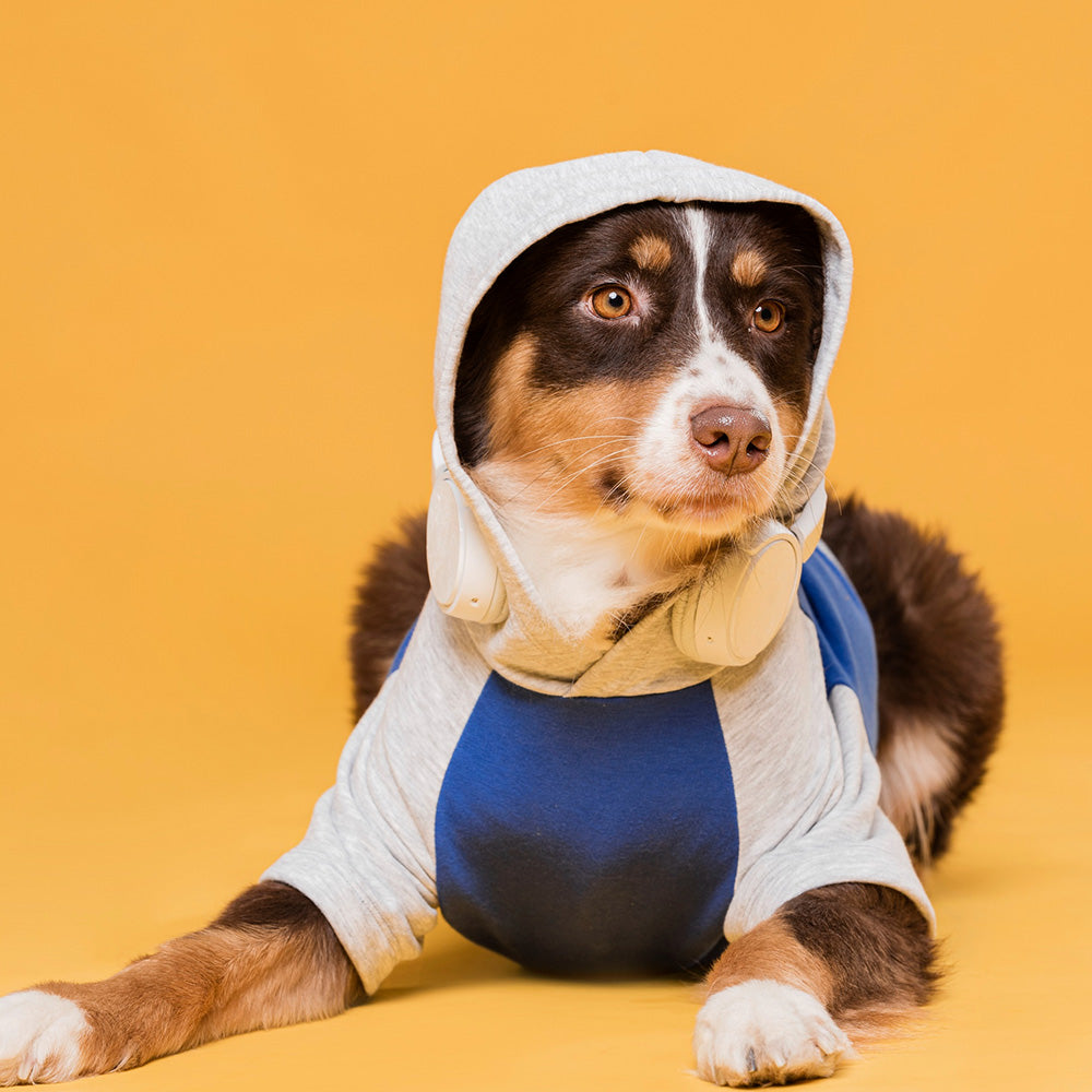 Pet Clothing & Costumes