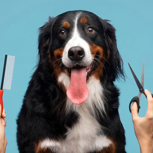 Pet Grooming