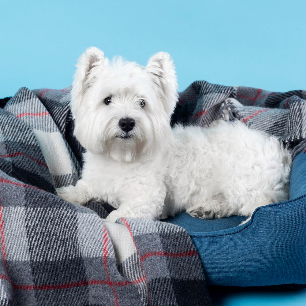 Pet Home & Bedding