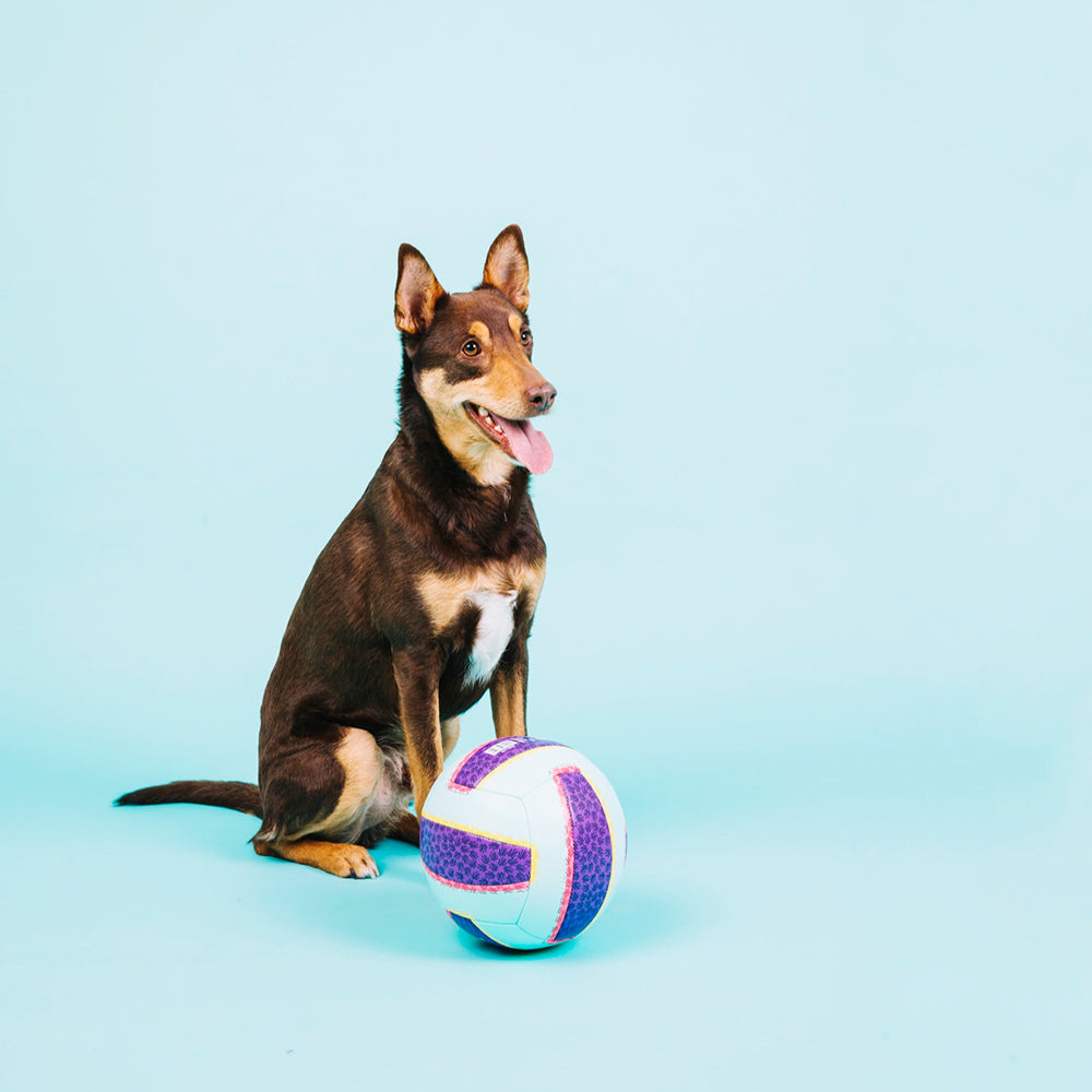 Pet Toys & Outdoor